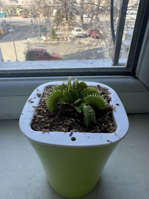 Мухаловка цветок