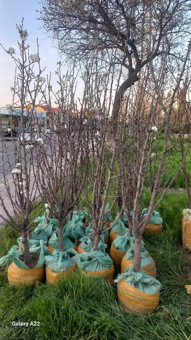 Asalomu alekum vevalik ko‘chatlar bor 250000