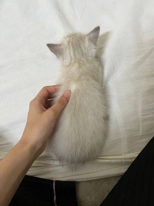 Котенок продистый