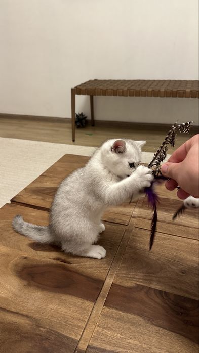 Pisica british silver shorthair