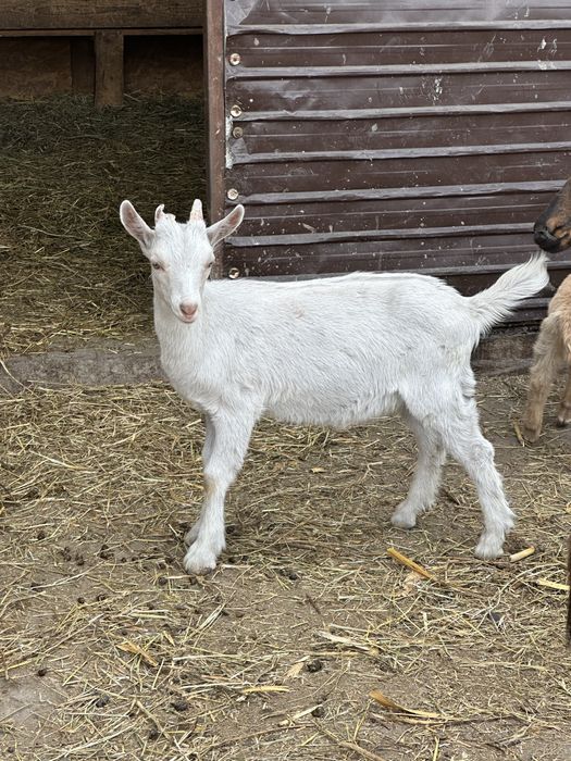 Tapisori si pereche saanen si metis alpina
