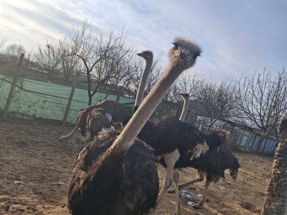 Am de vinzare 4 struti in virsta de un an si 7 luni