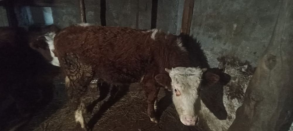 Продам бычка с откорма