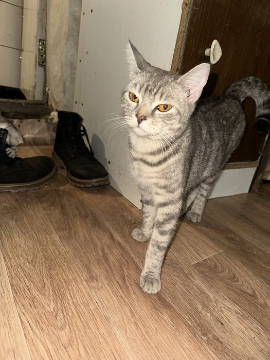 Отдам кошку в добрые руки