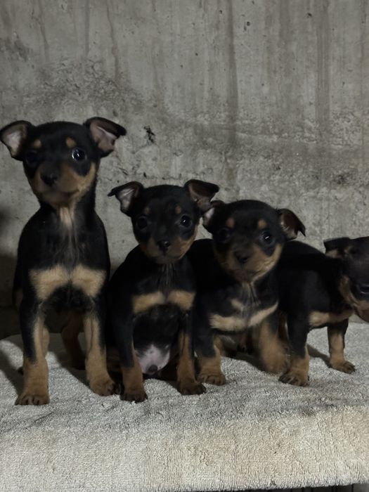 Продается щенки мини тойтерьер