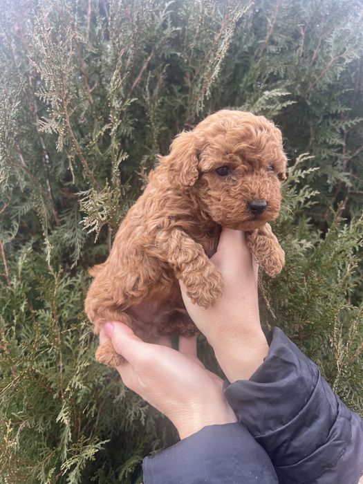 Мини пудел мини пудел