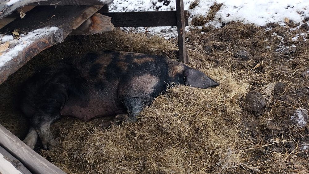 Продам кабана на племя