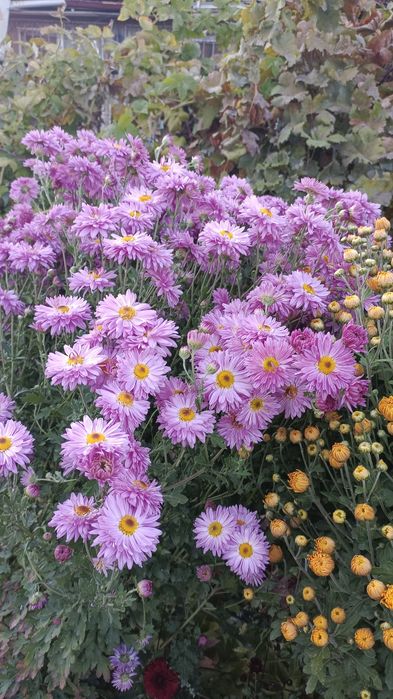 Хризантемы на срезку