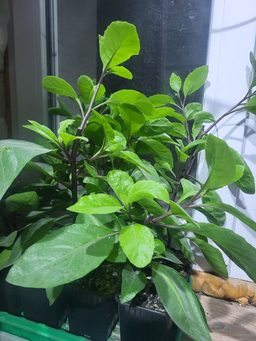 Продам лечебное растение. Джинура.