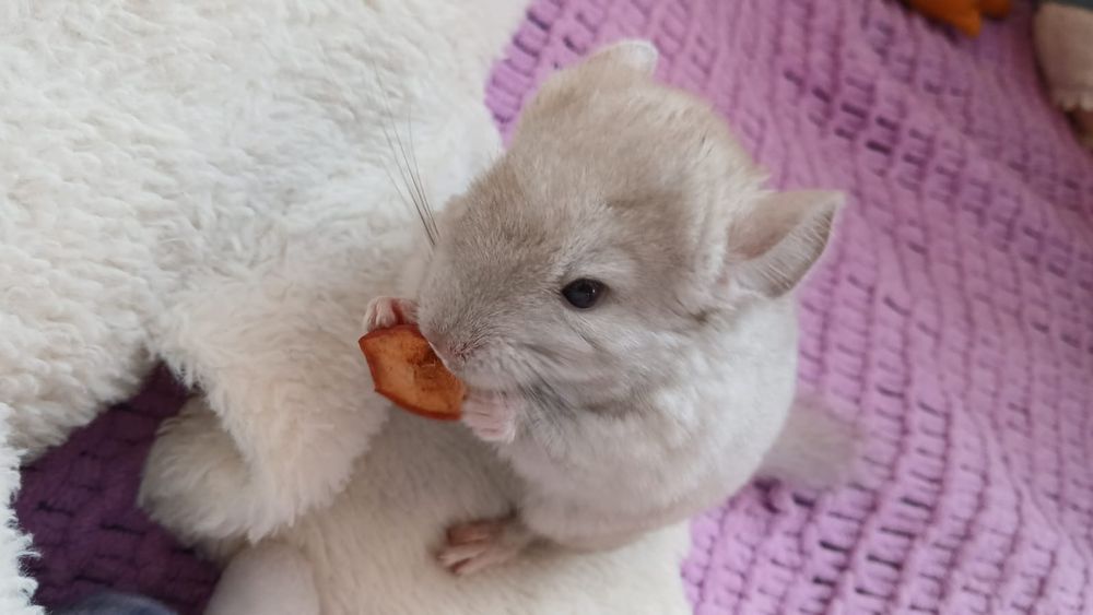 Продам маленькую шиншиллу