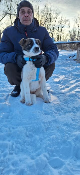 Отдам бесплатно в добрые руки