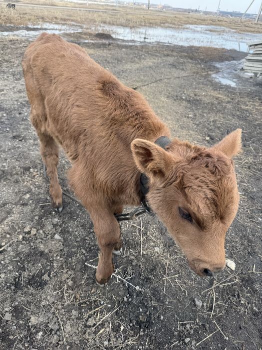 Теленок бычок бұқа