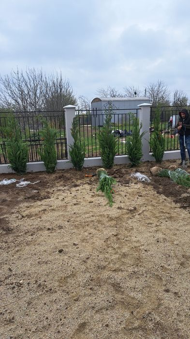 vindem Tuia Leylandy Brazi Gazon rulou Mesteacan etc