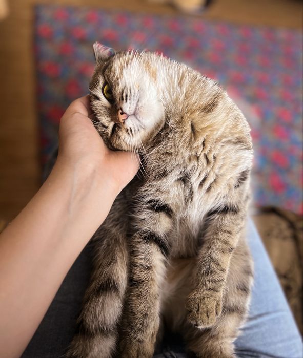 Пухлая красавица в хорошие руки