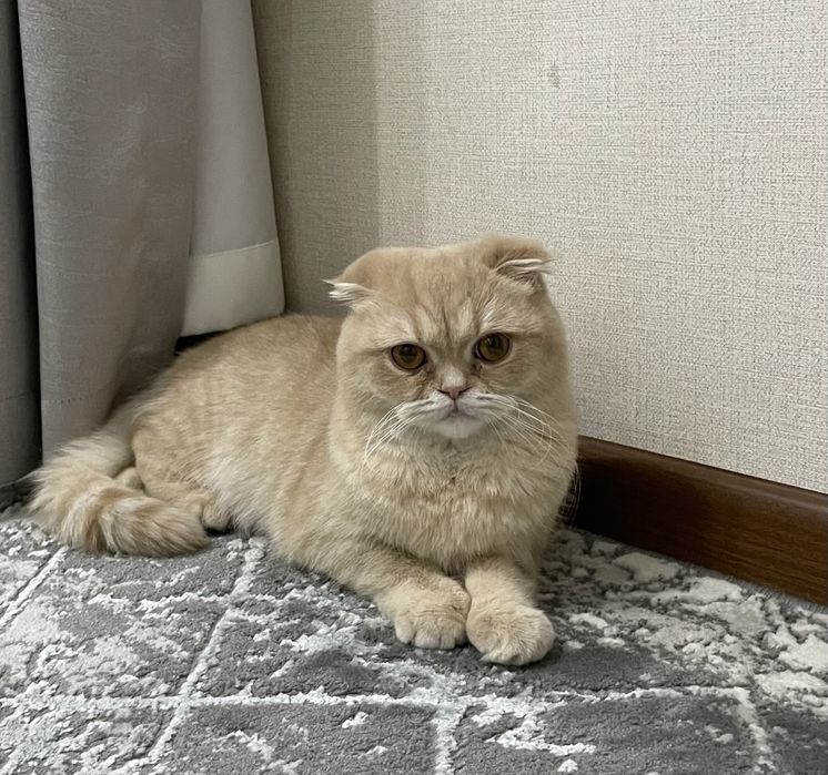 Шотланский скоттиш-фолд