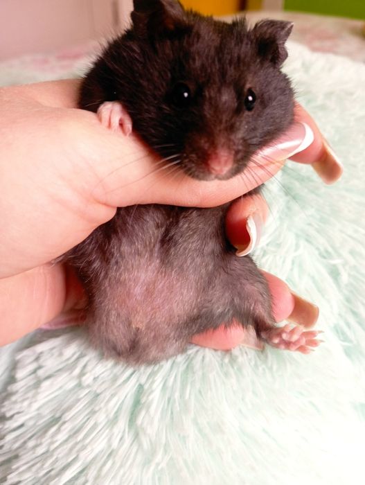 Сирийские хомяки