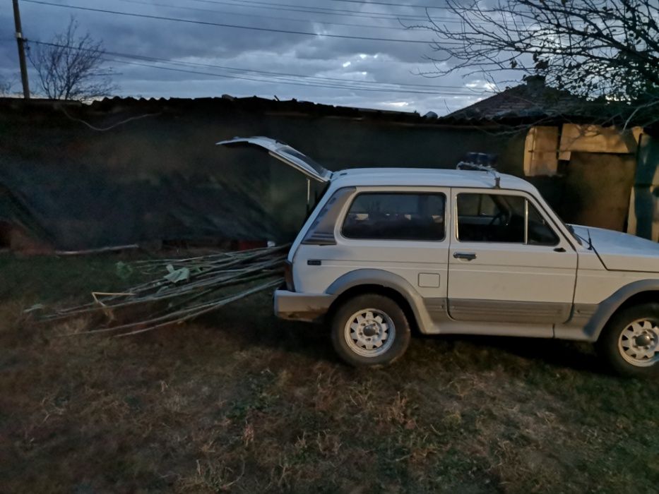 Пауловния Томентоса и Шан Тонг - двугодишни фиданки.