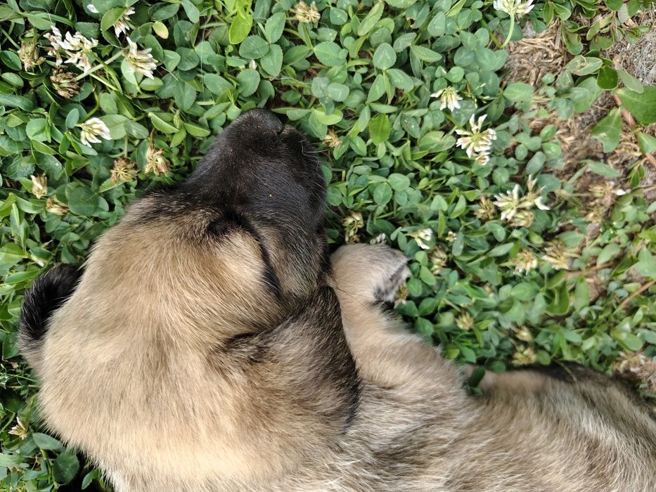 Adopție catei 2-4 luni