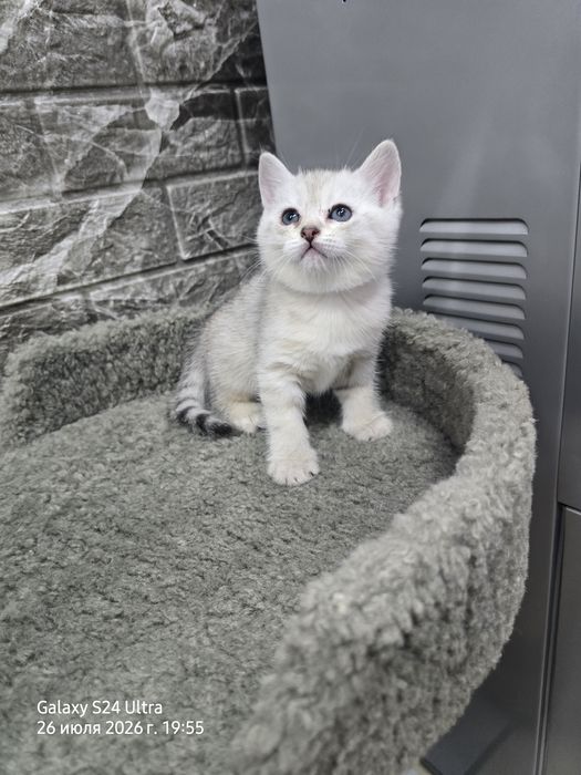 Котята серебристая и золотая шиншила