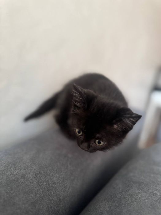 Котенок в добрые руки