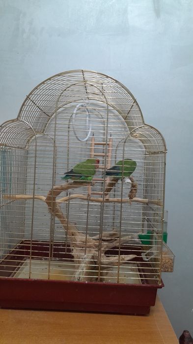 Папугай с клеткой