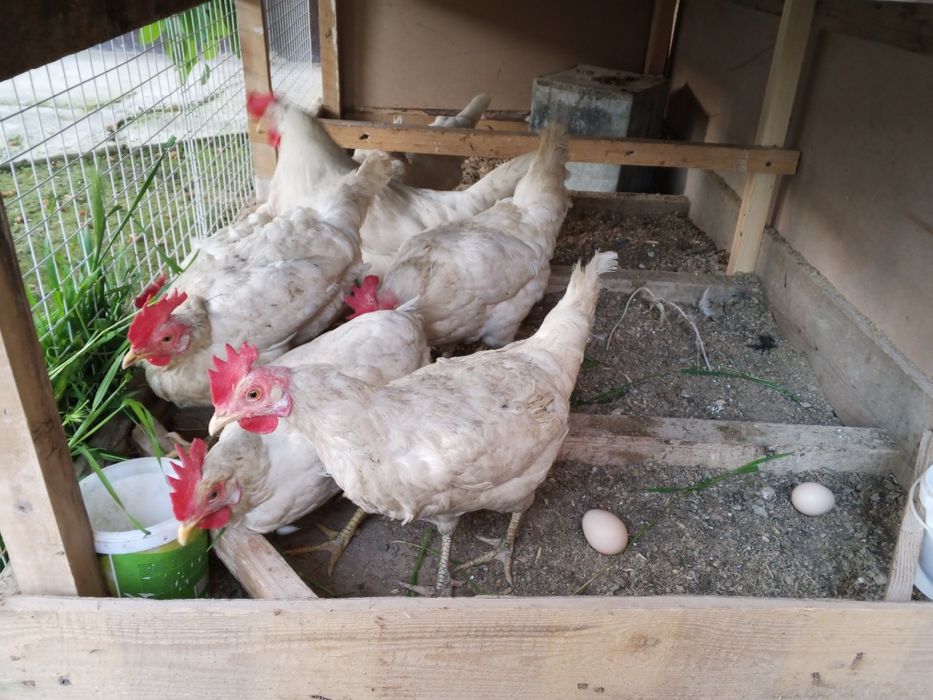 Loman sendi uyda boqilgan tovuq