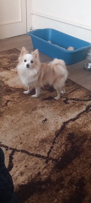 Продавам Померан