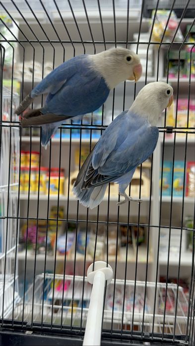 Волнистый, карелла, канарейка,