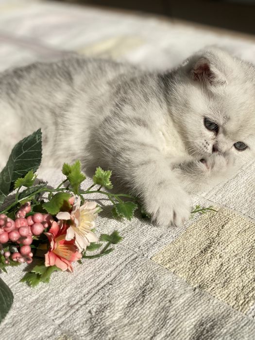 Клубный котик скотиш страйт