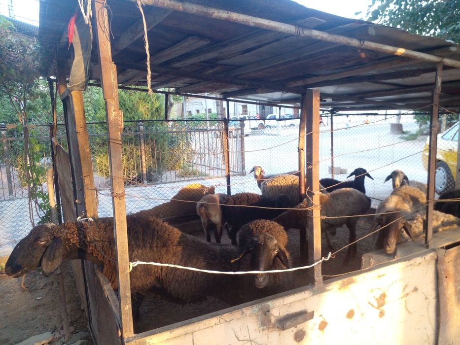 Баран куйлар сотилади