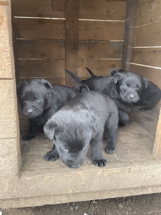 Pui Metis Ciobanesc Belgian Malinois si Labrador