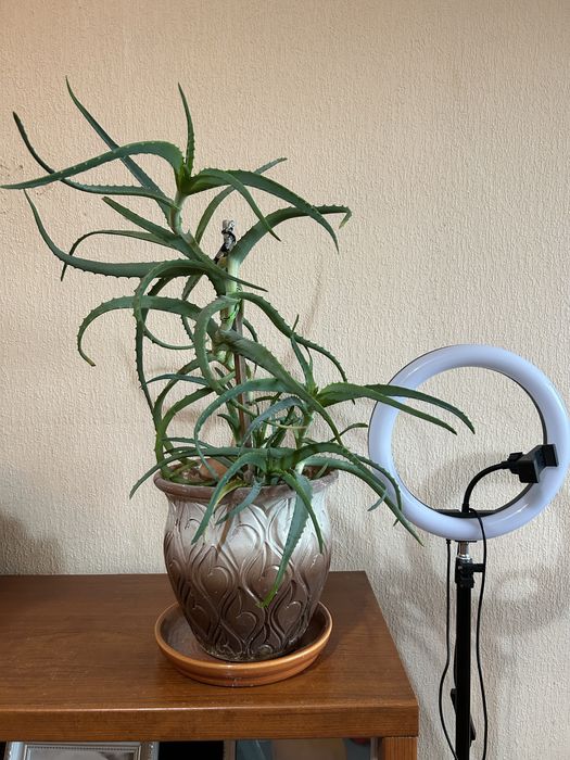 Продам алоэ, алоэ вера, декабрист Рождественник