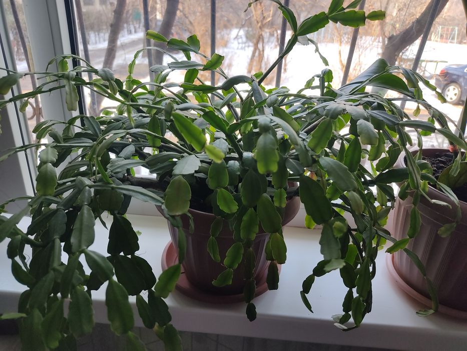 Продается комнатные цветы