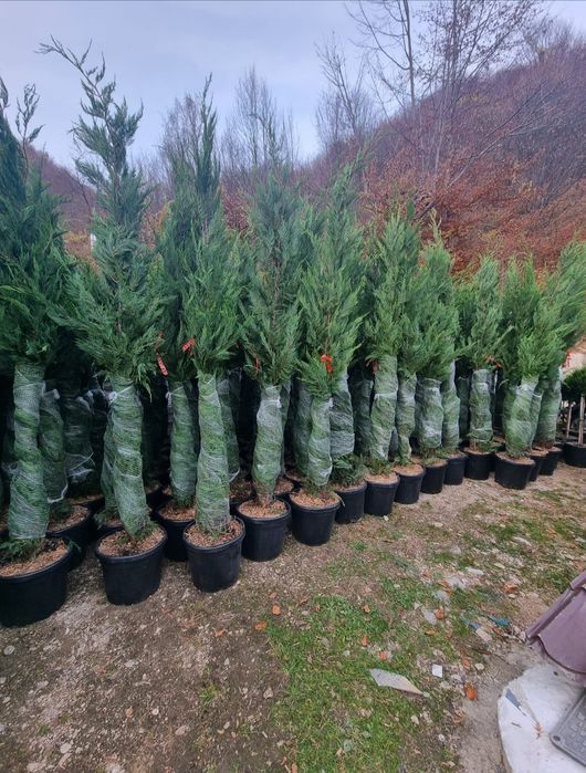 Tuia smaragd și leylandii la 2.3m - 2.5m/ preturi de producător/