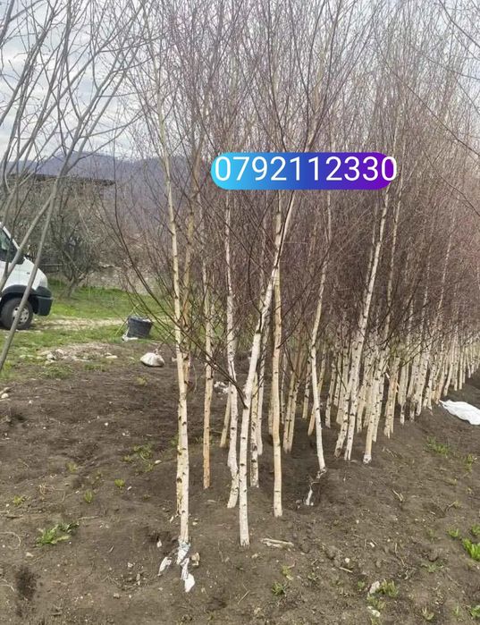 Mesteacăn betula, tei de floare, frasin, carpen, stejar roșu, arțar