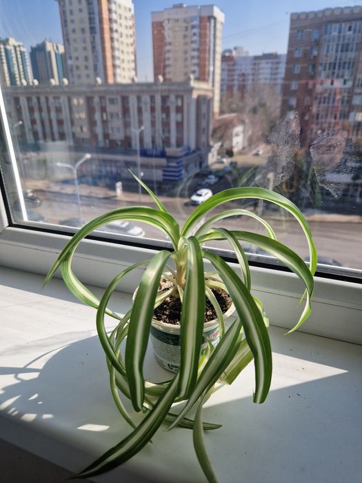 Продам хлорофитум.