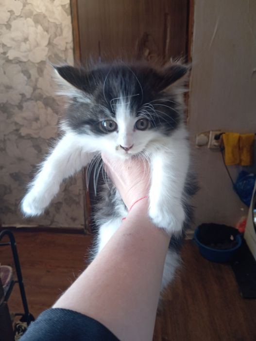 Отдам в добрые руки