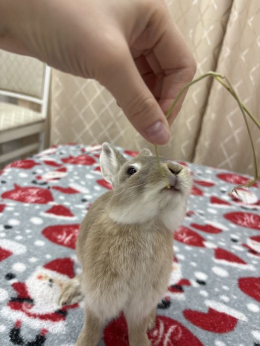 Кролик декоративный