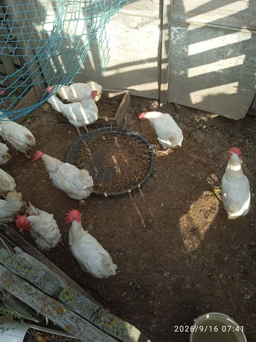 Продаю кур несушек