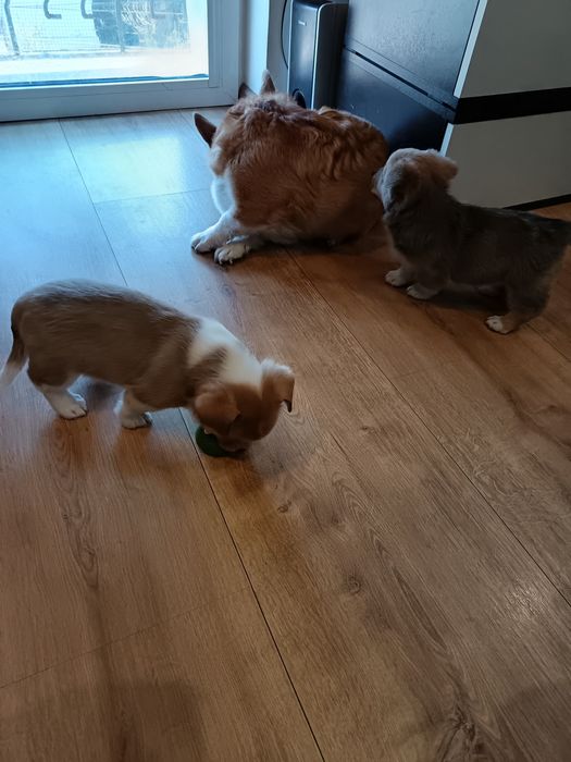 Корги Пембург бебета