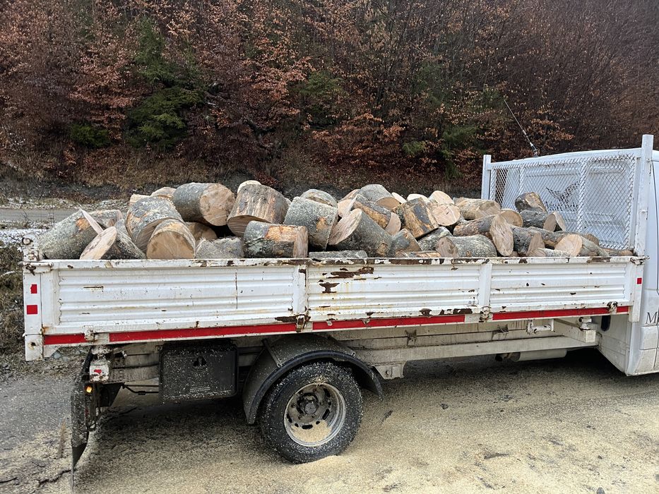 Cherestea rasinoase !