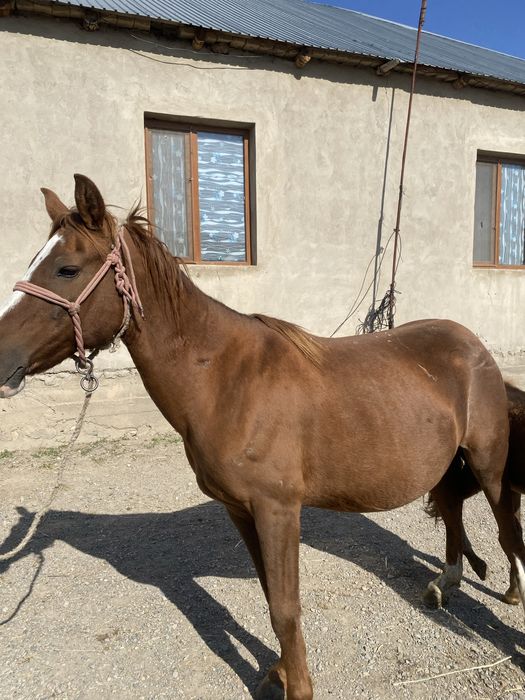 1 млн саудасы бар бие құлынымен