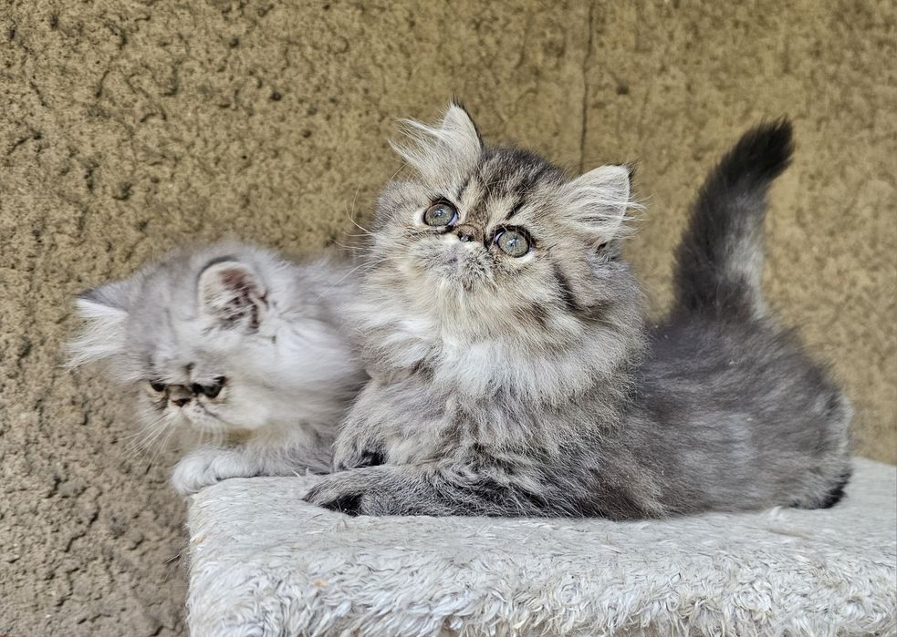 Персийско котенце