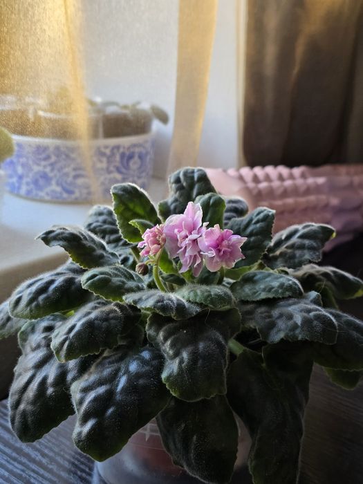 Фиалка. Комнатные растения. Цветы.