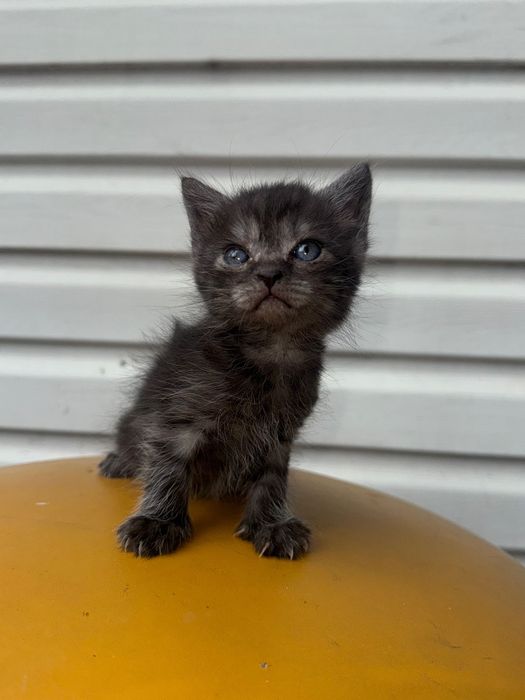 нереальные котята спасенные