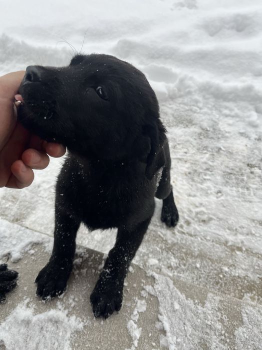 Donez căței Rottweiler cu ciobanesc