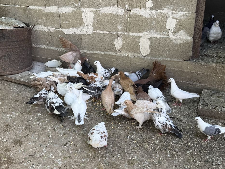 Продавам Гълъби различни