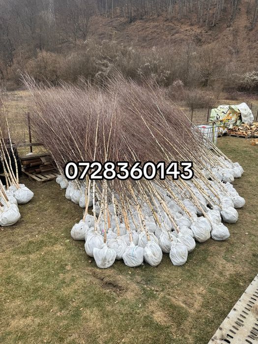 Mestecan alb-transpot gratuit oriunde in țara