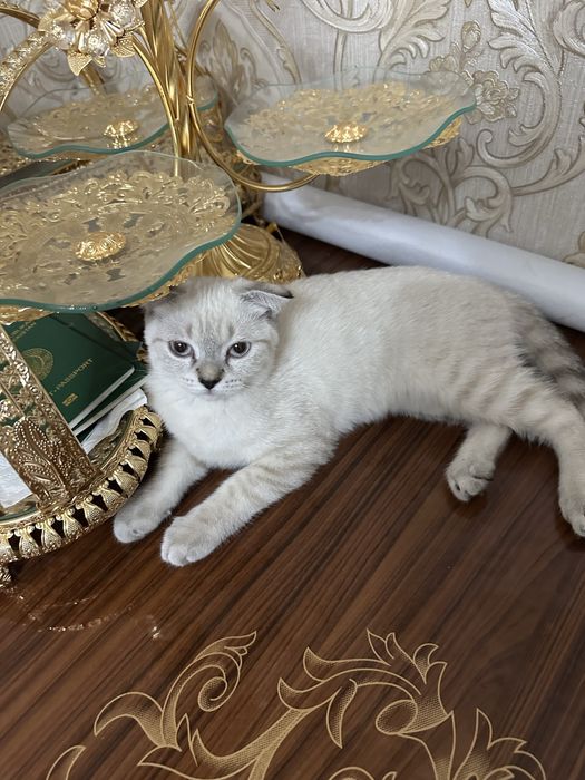 Scotish fold mushuklar sotiladi  soglom