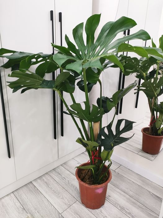 Фикусы. Есть доставка